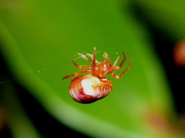 Passeggiate aracnologiche (di notte)